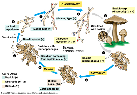 Basidiomycota Structure